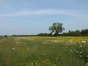 Wild Flower Meadow- click for photo gallery